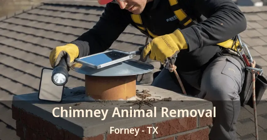 Chimney Animal Removal Forney - TX